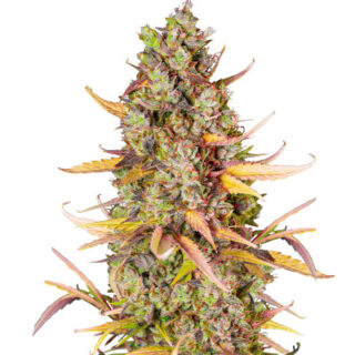 Сорт Wedding Cheesecake FF fem (FastBuds) Сорт Wedding Cheesecake FF fem (FastBuds)