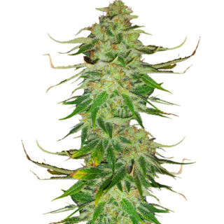Сорт WiFi Kush fem (AlphaFem Seeds) Сорт WiFi Kush fem (AlphaFem Seeds)
