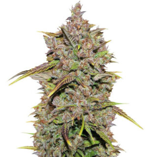 Сорт CBD Auto 1:1 (CBD Crack auto) fem (FastBuds) Сорт CBD Auto 1:1 (CBD Crack auto) fem (FastBuds)