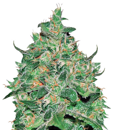 Сорт Critical Jack Herer Auto fem (Delicious Seeds) Сорт Critical Jack Herer Auto fem (Delicious Seeds)