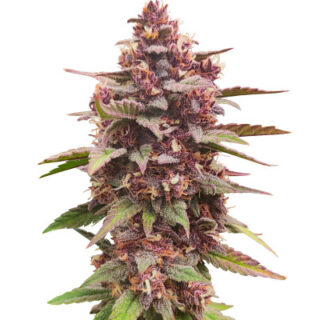 Сорт Diablo Rojo XL Auto fem (Sweet Seeds) Сорт Diablo Rojo XL Auto fem (Sweet Seeds)