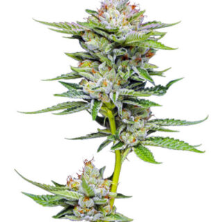 Сорт Durban Poison Auto fem (Humboldt Seed Company)