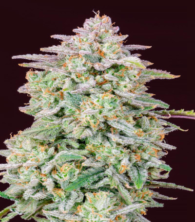 Сорт Forbidden Runtz Auto fem (FastBuds) Сорт Forbidden Runtz Auto fem (FastBuds) — изображение 3