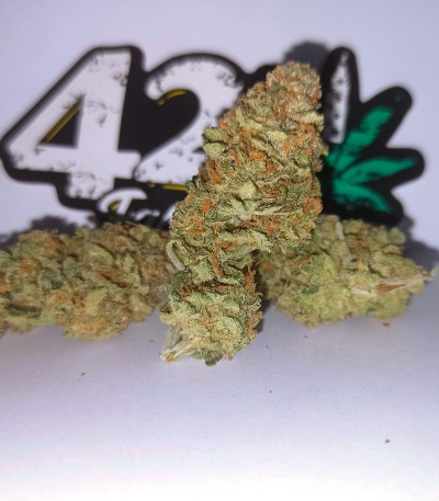 Сорт Forbidden Runtz Auto fem (FastBuds) Сорт Forbidden Runtz Auto fem (FastBuds) — изображение 4