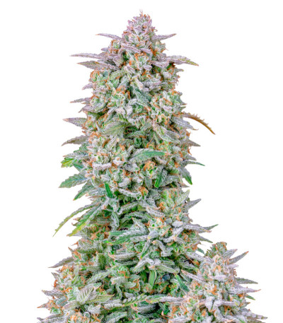 Сорт Forbidden Runtz Auto fem (FastBuds) Сорт Forbidden Runtz Auto fem (FastBuds)