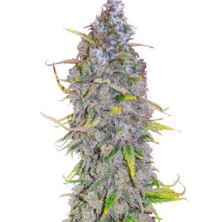 Сорт HighCloudZ Auto fem (GHS) Сорт HighCloudZ Auto fem (GHS)