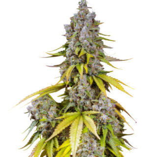 Сорт Jet Fuel Mandarine XL Auto fem (Sweet Seeds) Сорт Jet Fuel Mandarine XL Auto fem (Sweet Seeds)