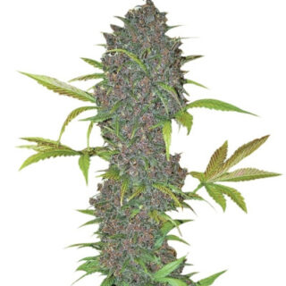 Сорт LSD-25 auto fem (FastBuds) Сорт LSD-25 auto fem (FastBuds)