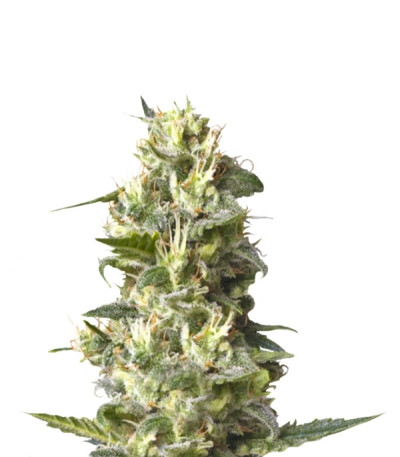 Сорт Lemon Shining Silver Haze fem (RQS) Сорт Lemon Shining Silver Haze fem (RQS)