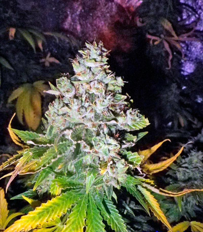 Сорт Magic Bud fem (Paradise Seeds) Сорт Magic Bud fem (Paradise Seeds) — изображение 3