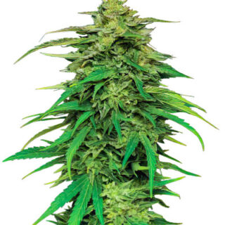 Сорт Mango Sherbert Auto fem (Humboldt Seed Company)