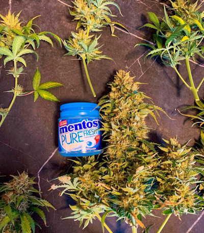 Сорт Mint Jelly Auto fem (Humboldt Seed Company) Сорт Mint Jelly Auto fem (Humboldt Seed Company) — изображение 5