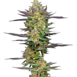 Сорт Mint Jelly Auto fem (Humboldt Seed Company)