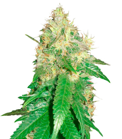 Сорт Northern Light Blue fem (Delicious Seeds) Сорт Northern Light Blue fem (Delicious Seeds)
