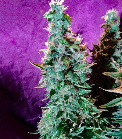 Сорт Original Cheese IBL fem (Paradise Seeds) Сорт Original Cheese IBL fem (Paradise Seeds) — изображение 4