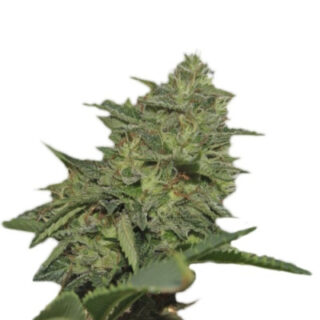 Сорт Original Cheese IBL fem (Paradise Seeds)