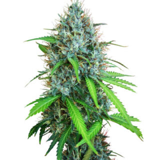 Сорт Papaya Zoap Auto fem (Sweet Seeds)