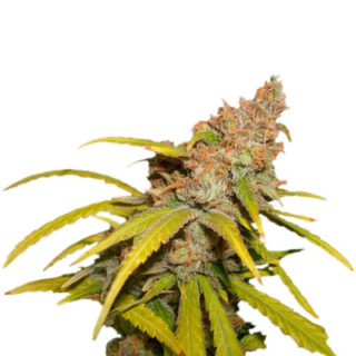 Сорт Pineapple Chunk fem (Barney's Farm) Сорт Pineapple Chunk fem (Barney's Farm)