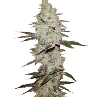 Сорт Six Shooter auto fem (FastBuds) Сорт Six Shooter auto fem (FastBuds)