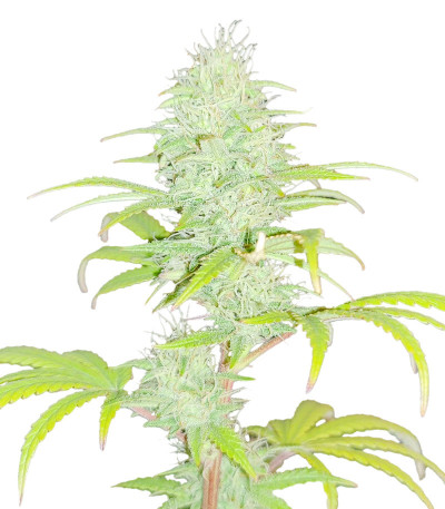 Сорт Wedding Cake fem (Barney's Farm) Сорт Wedding Cake fem (Barney's Farm)