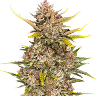 Сорт Ztrawberriez Auto fem (FastBuds) Сорт Ztrawberriez Auto fem (FastBuds)