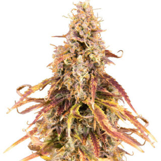 Сорт Apricot Auto fem (FastBuds)