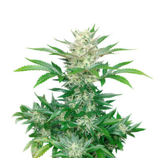 Сорт Bruce Banner Auto fem (FastBuds) Сорт Bruce Banner Auto fem (FastBuds)