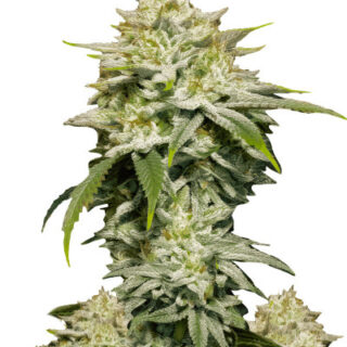 Сорт Gorilla Cookies FF fem (FastBuds) Сорт Gorilla Cookies FF fem (FastBuds)