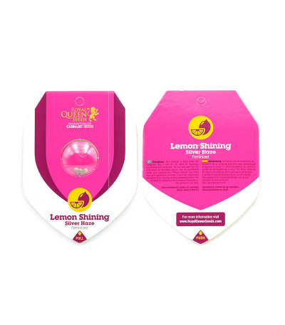 Сорт Lemon Shining Silver Haze fem (RQS) Сорт Lemon Shining Silver Haze fem (RQS) — изображение 2