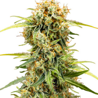 Сорт Medusa F1 Auto fem (RQS)
