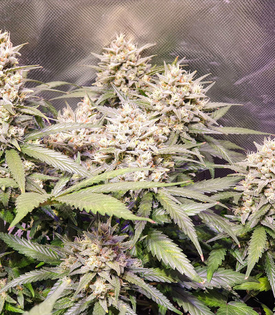 Сорт Original Auto OG Kush fem (FastBuds) Сорт Original Auto OG Kush fem (FastBuds) — изображение 4