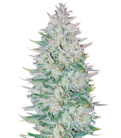 Сорт Original Auto OG Kush fem (FastBuds) Сорт Original Auto OG Kush fem (FastBuds)