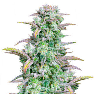 Сорт Strawberry Banana Auto fem (FastBuds) Сорт Strawberry Banana Auto fem (FastBuds)