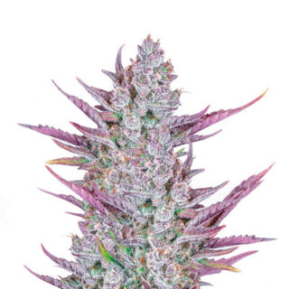 Сорт Wedding Glue Auto fem (FastBuds) Сорт Wedding Glue Auto fem (FastBuds)