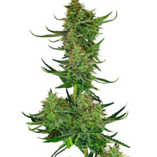 Сорт Cherry Cola Auto fem (FastBuds) Сорт Cherry Cola Auto fem (FastBuds)