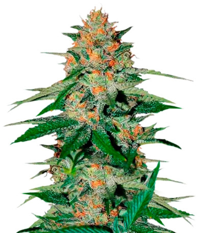 Сорт Delicious Candy regular (Delicious Seeds) Сорт Delicious Candy regular (Delicious Seeds)