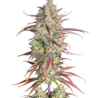 Сорт Frostbanger Auto fem (FastBuds) Сорт Frostbanger Auto fem (FastBuds)