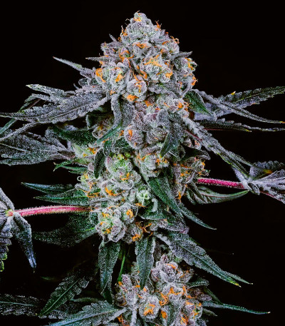 Сорт High Society fem (Compound Genetics) Сорт High Society fem (Compound Genetics) — изображение 2