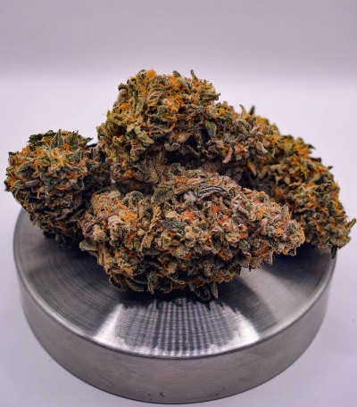 Сорт High Society fem (Compound Genetics) Сорт High Society fem (Compound Genetics) — изображение 6