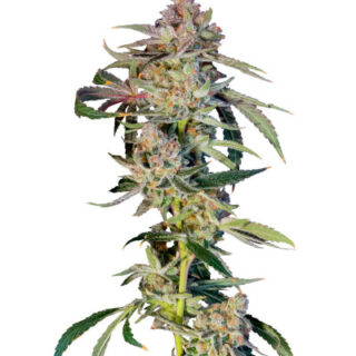 Сорт Super Boof fem (Barney's Farm) Сорт Super Boof fem (Barney's Farm)