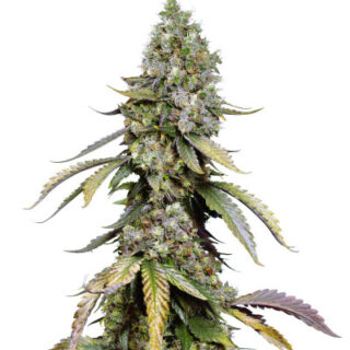 Сорт Black Muffin F1 Fast Version fem (Sweet Seeds)