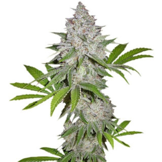Сорт Californian Snow Auto fem (FastBuds) Сорт Californian Snow Auto fem (FastBuds)
