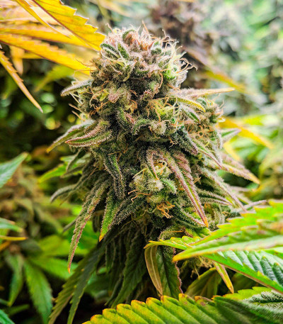 Сорт Fat Banana fem (RQS) Сорт Fat Banana fem (RQS) — изображение 7