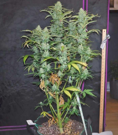Сорт Green Crack auto fem (FastBuds) Сорт Green Crack auto fem (FastBuds) — изображение 3