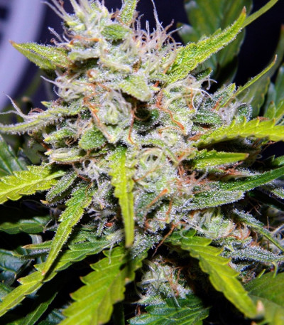 Сорт Green Crack auto fem (FastBuds) Сорт Green Crack auto fem (FastBuds) — изображение 4