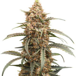 Сорт Orange Apricot Glue XL Auto fem (Sweet Seeds)