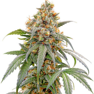 Сорт Papaya Zoap F1 Fast Version fem (Sweet Seeds)