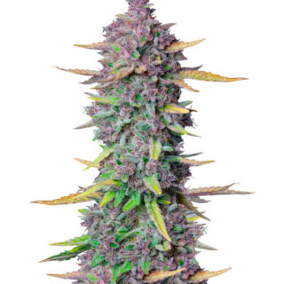Сорт Purple Punch Auto fem (FastBuds)