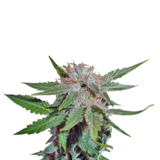 Сорт Royal Cheese (Fast Flowering) fem (RQS)