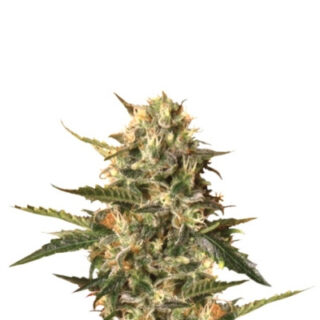 Сорт Mother Gorilla (Royal Madre) fem (RQS)